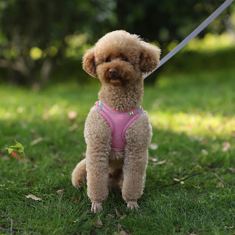 Harness Leash Set for Small Dogs