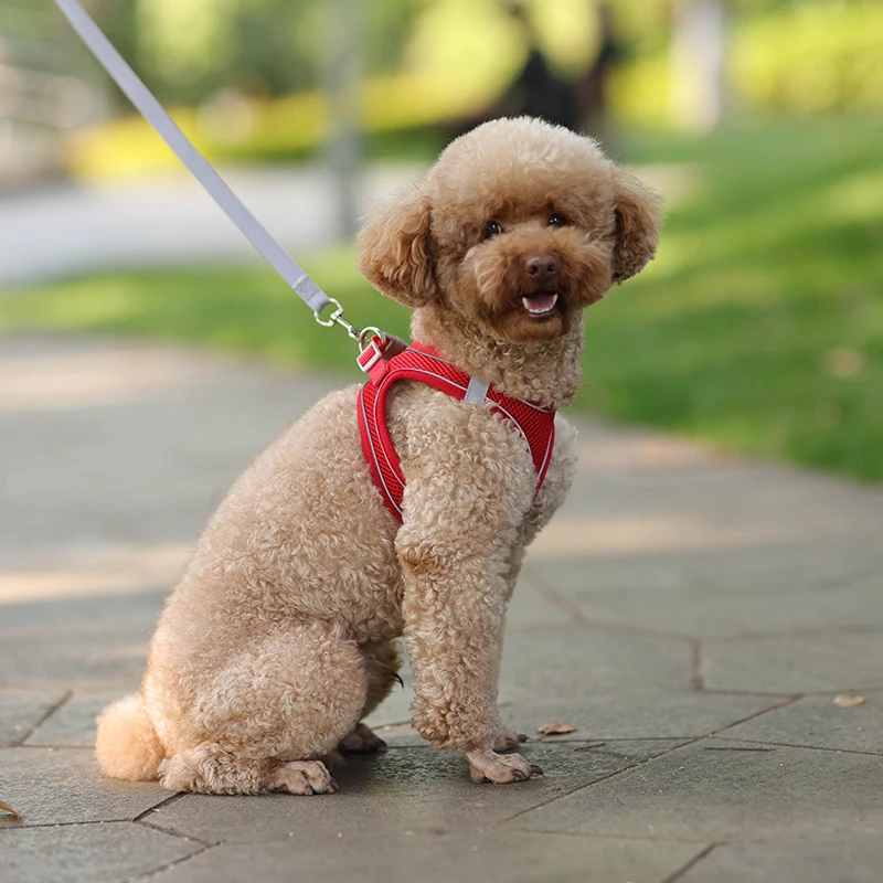 Harness Leash Set for Small Dogs